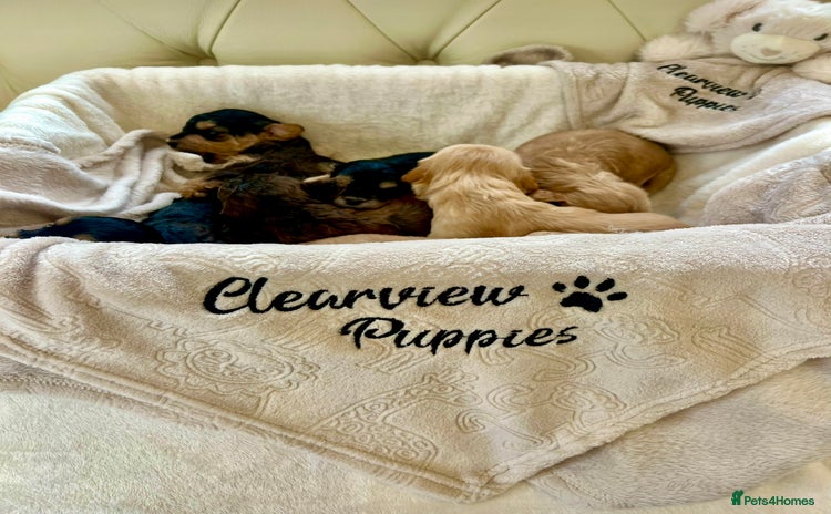 Cockapoo dogs - Advert 2