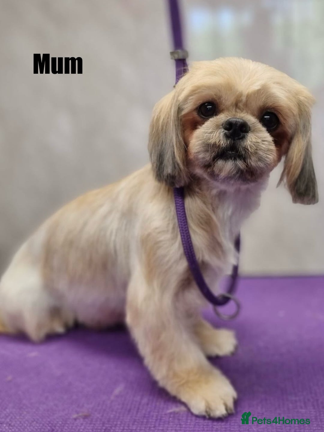 Shih Tzu dogs for sale: Shih Tzu’s Puppies Standard x Imperial  - Image 11