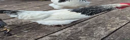 Chickens poultry for sale: White Sussex hens for sale - Advert 3