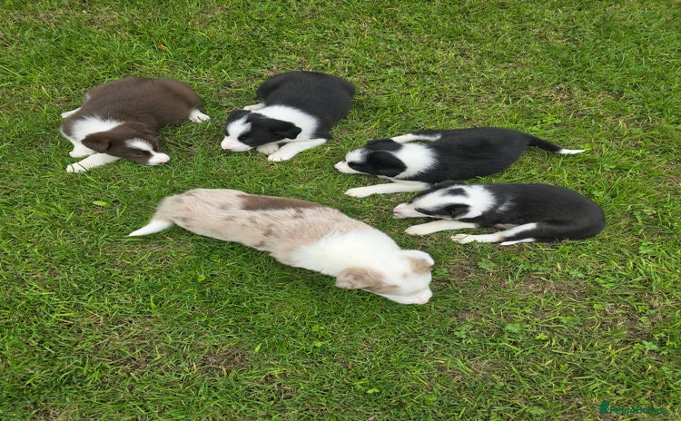 Border Collie dogs - Advert 2