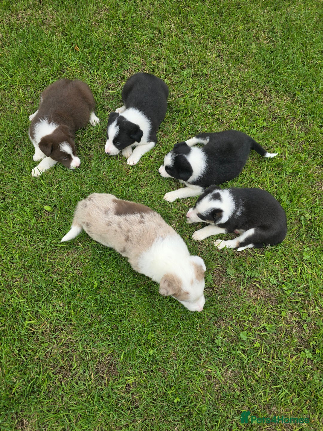 Border Collie dogs for sale: Stunning Blue Merle, Red Merle, Red/Black & White - Image 1