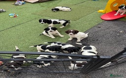 English Springer Spaniel dogs for sale: Stunning kc reg dna tested  - Image 6