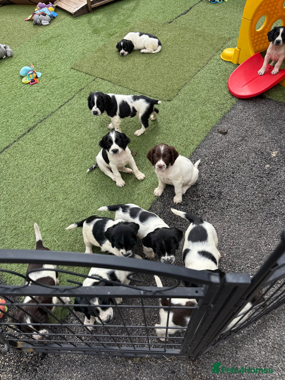 English Springer Spaniel dogs for sale: Stunning kc reg dna tested  - Image 6