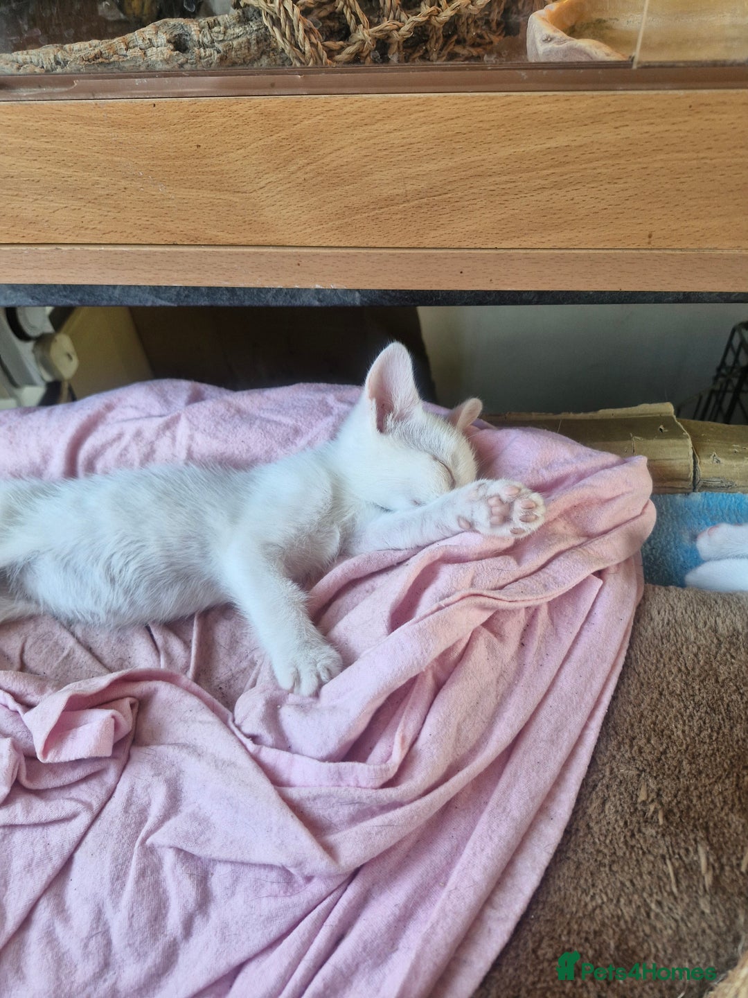 Siamese cats for sale: Siamese /balinese cross kittens - Image 13