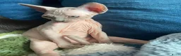 Sphynx cats for sale: Sphynx kittens ready in 3 weeks  - Advert 7