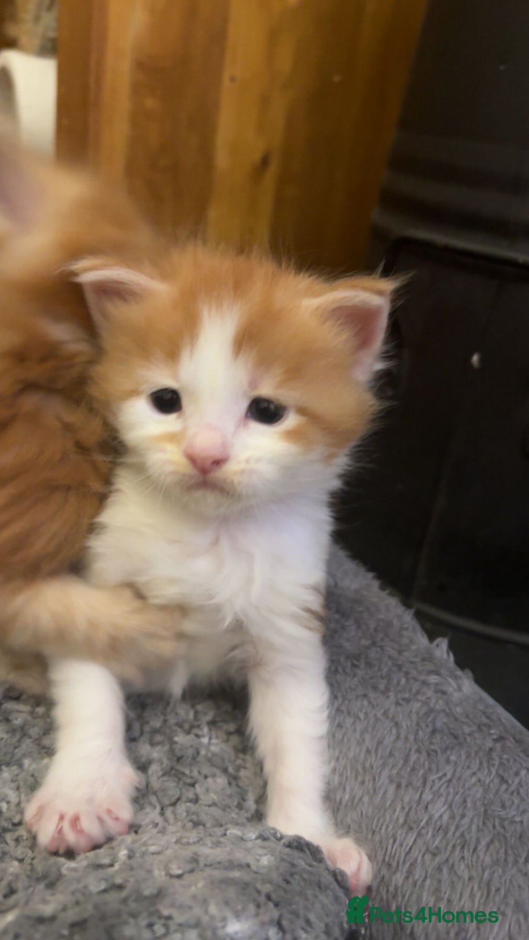 Maine Coon cats for sale: 2 male maincoons for sale  - Advert 3