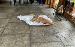 Italian Greyhound dogs for sale:  Beautiful Italian greyhound puppies  - Image 20