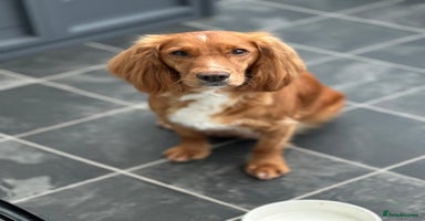 Cocker Spaniel dogs - Advert 3