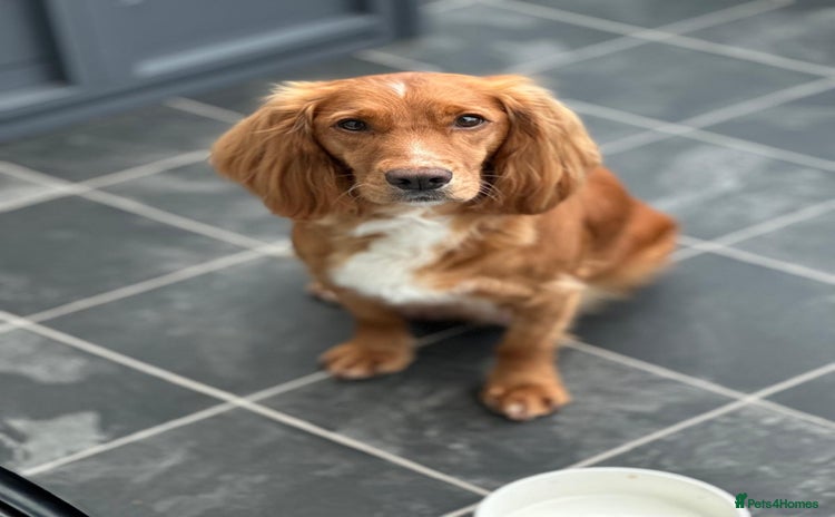 Cocker Spaniel dogs - Advert 4