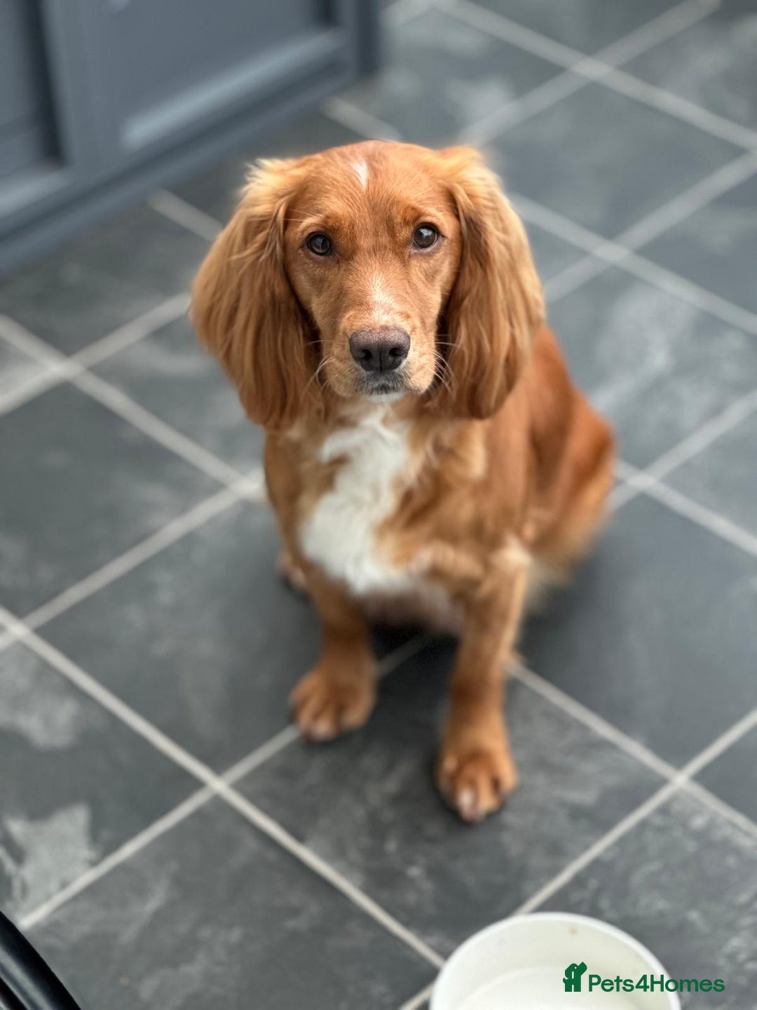 Cocker Spaniel dogs for sale: Stunning KC Working Cocker Spaniel Puppies - Image 1