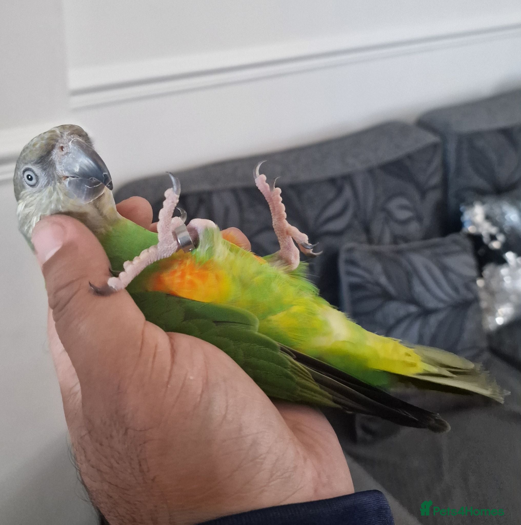 Budgerigars birds Senegal Parrot With Cage! - Advert 2
