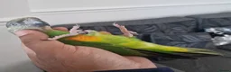 Budgerigars birds for sale: Senegal Parrot With Cage! - Advert 1