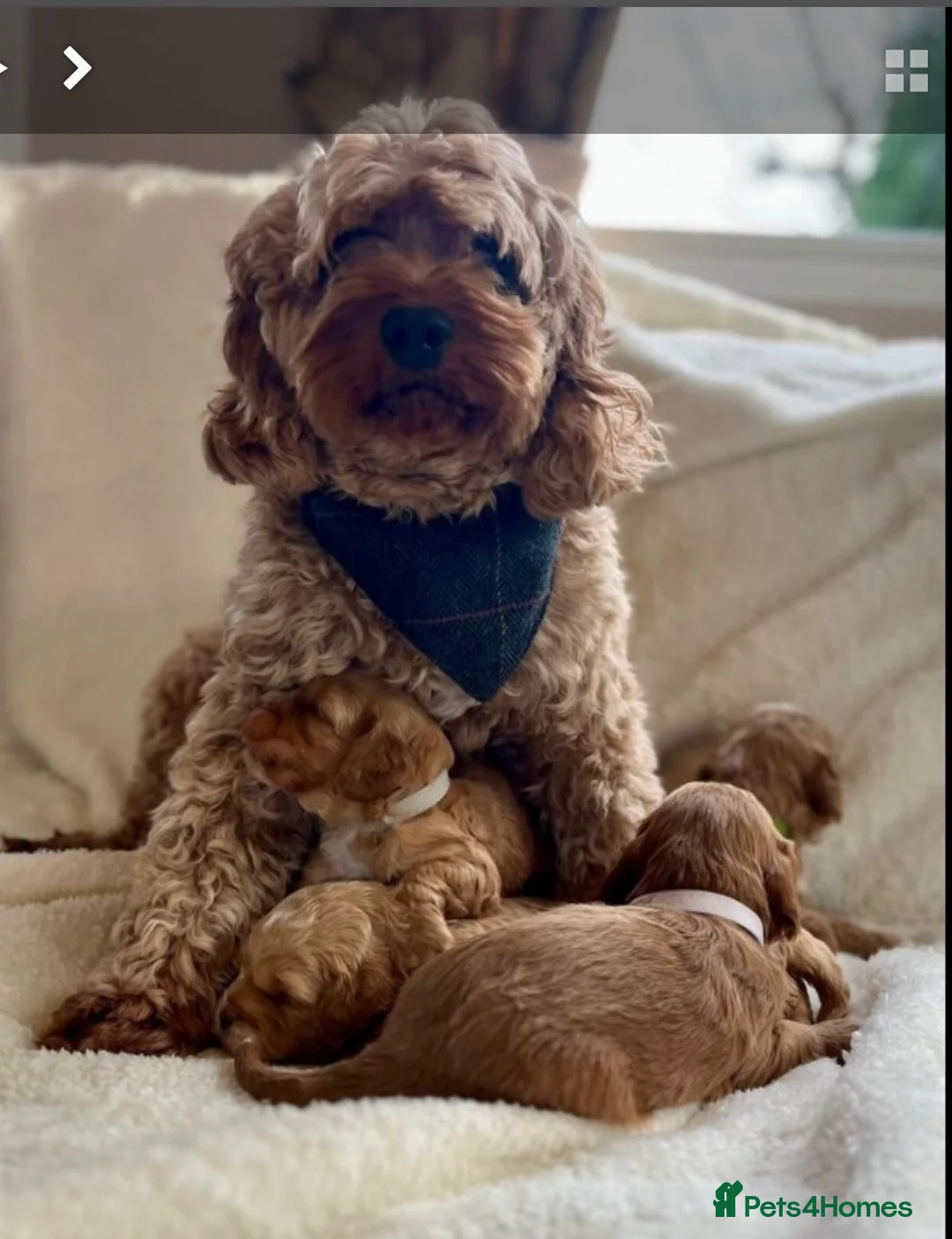 Cavapoo dogs for sale: Toy Cavapoo F1B Puppy - extensively health tested in Leicester - Advert 2