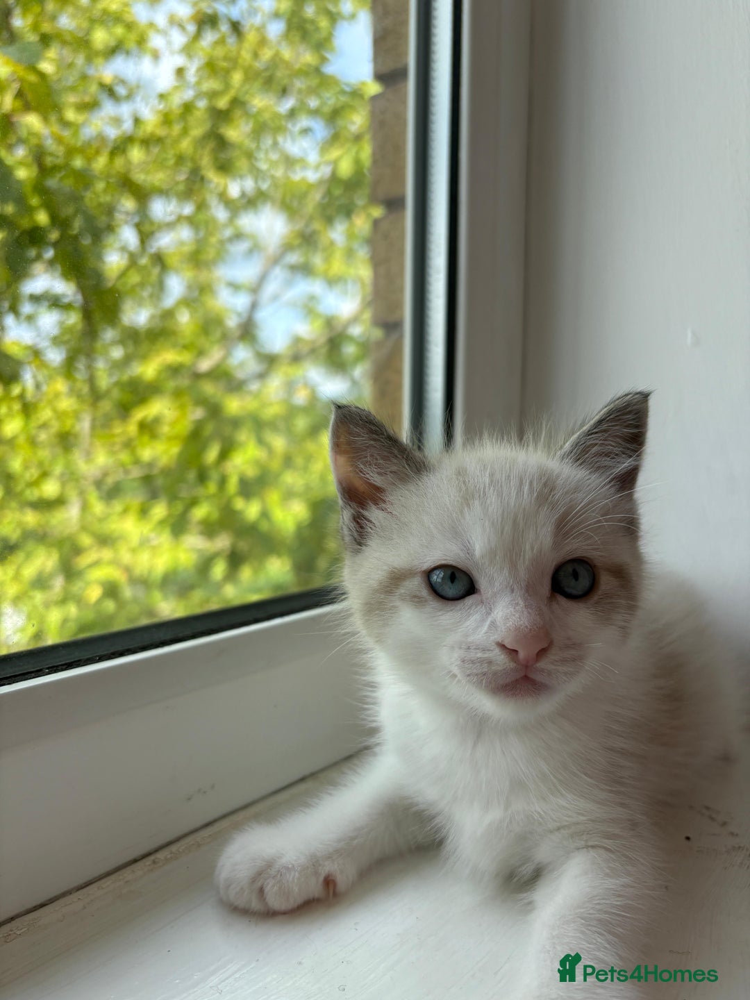 Bengal cats for sale: Ragdoll x Egyptian mau kitties  - Image 11