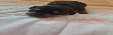 Miniature Dachshund 7