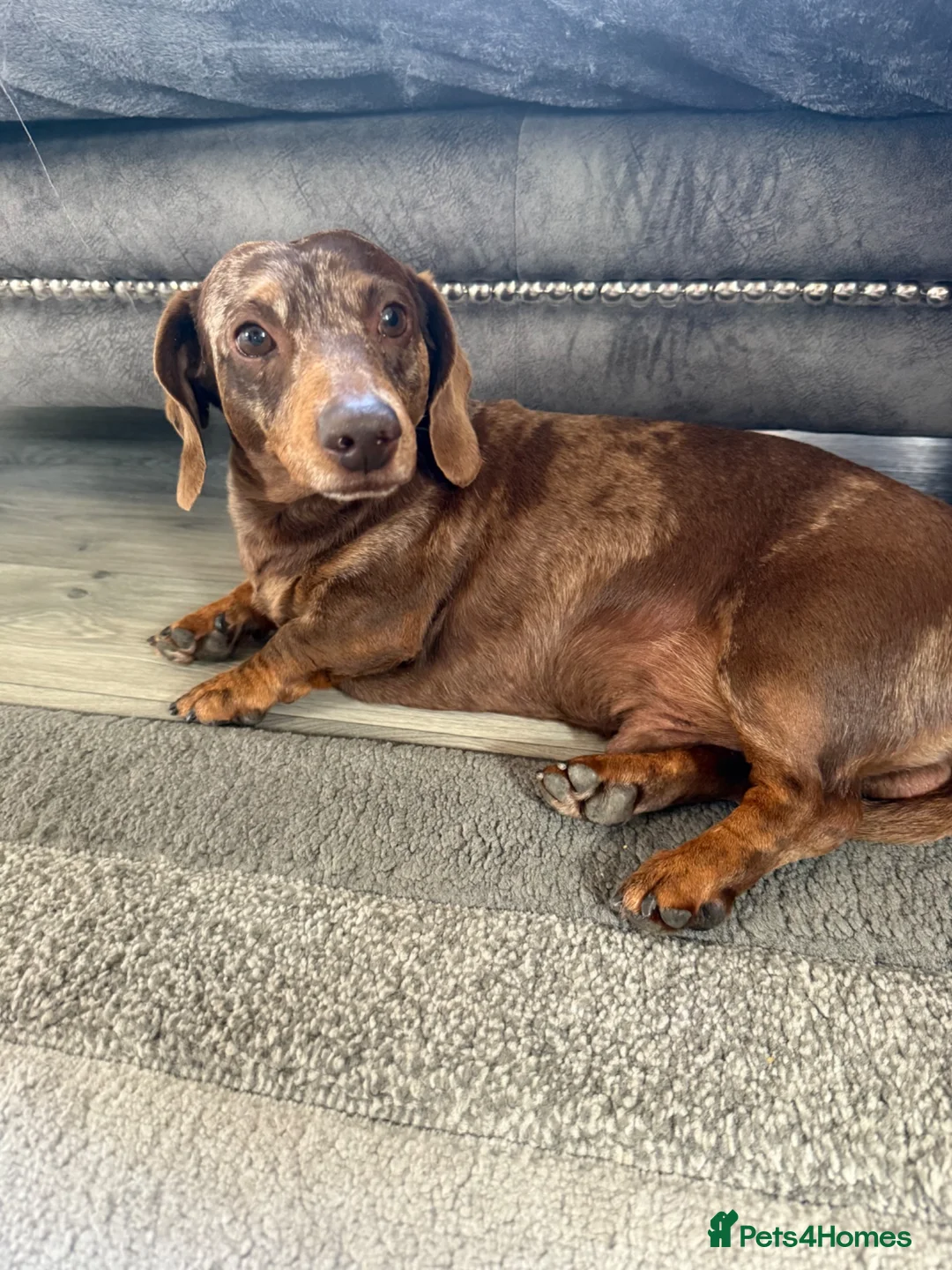 Miniature Dachshund dogs for sale: 3 miniature dachshunds 1 girl 2 boys  in Chatteris - Advert 2