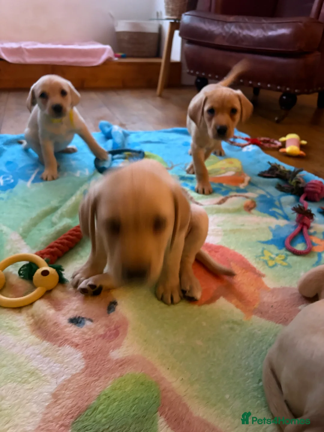 Labrador Retriever dogs for sale: 4 PUPS LEFT!! KC registered Labrador Puppies  - Advert 1