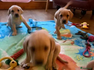 Labrador Retriever dogs 4 PUPS LEFT!! KC registered Labrador Puppies - Advert 6