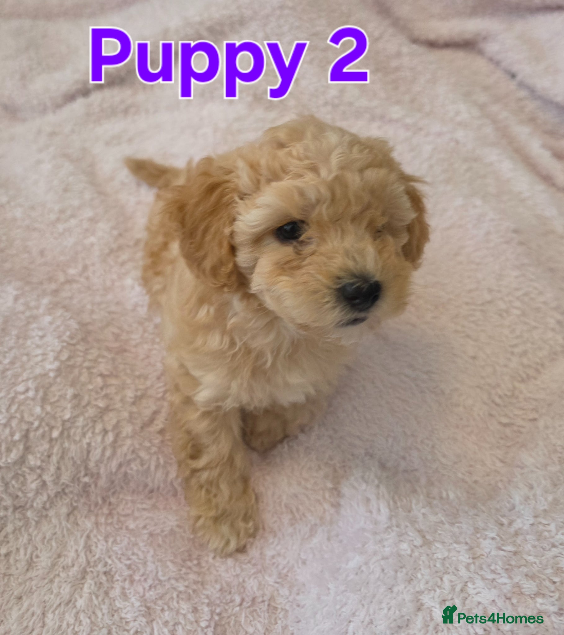 Maltipoo dogs 🐶1 beautiful maltipoo pup left for sale🐶  - Advert 3
