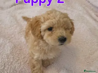 Maltipoo dogs 🐶1 beautiful maltipoo pup left for sale🐶 - Advert 3