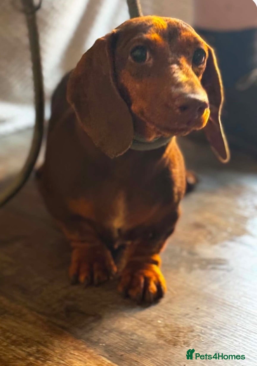 Miniature Dachshund dogs Miniature dachshund  - Advert 11