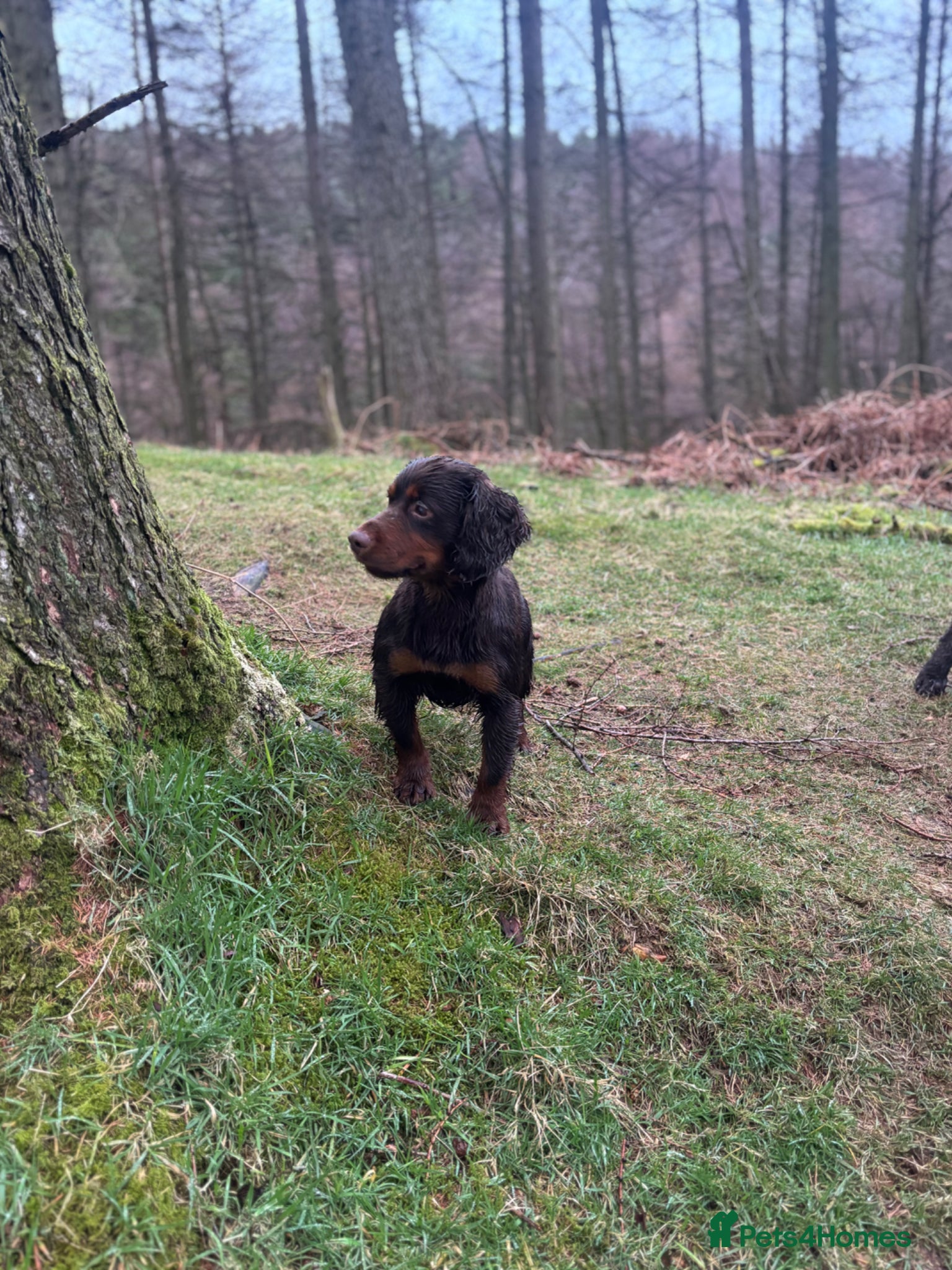 Cocker Spaniel dogs KC Choc & Tan Working Cocker. Health Tested!  - Advert 2