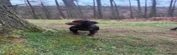 Cocker Spaniel dogs for stud: KC Choc & Tan Working Cocker. Health Tested!  - Advert 2