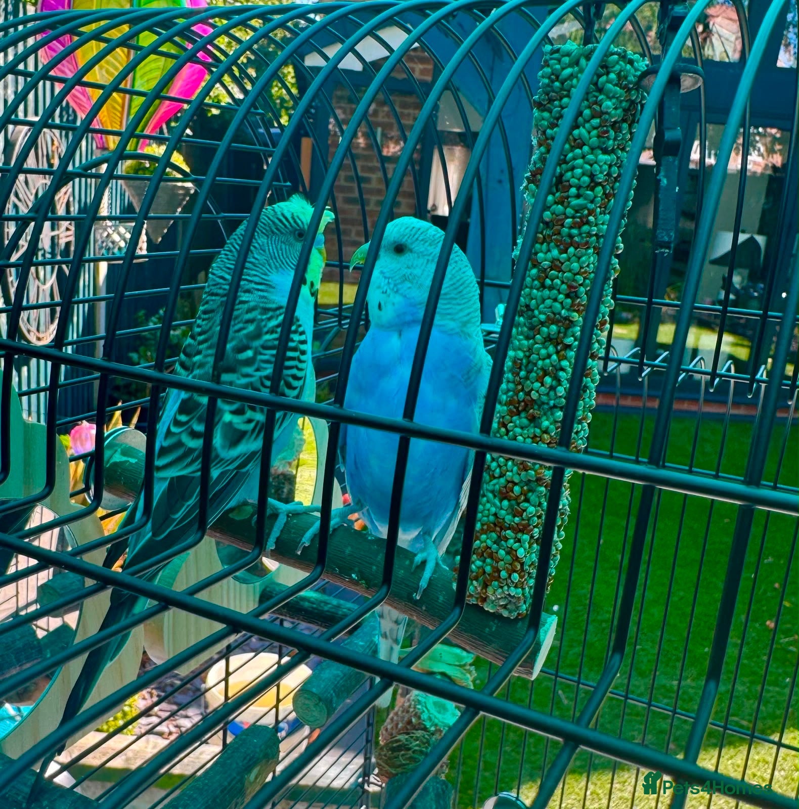 Budgerigars birds Two male budgies for sale 12 weeks old  - Advert 12