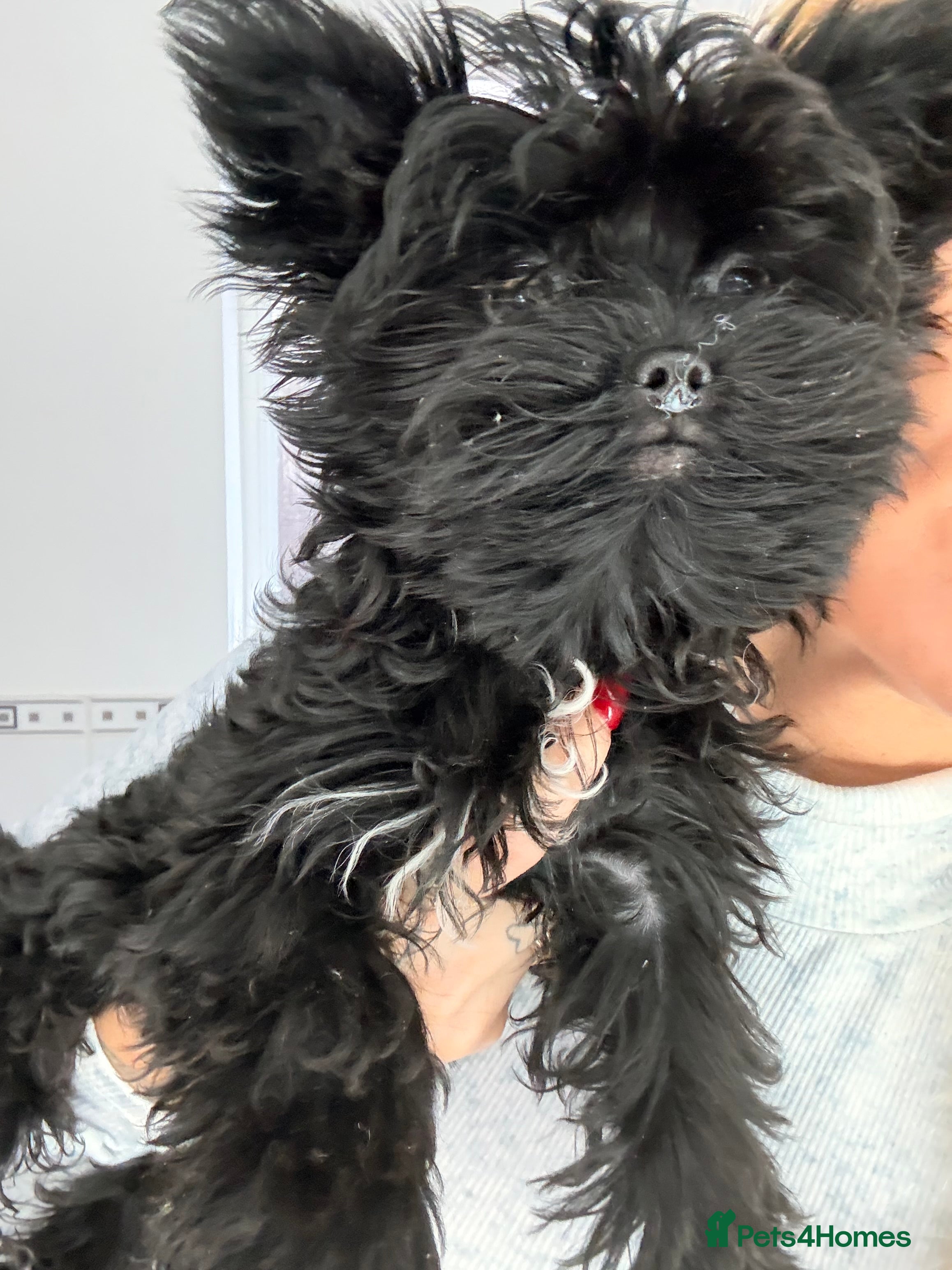 Yorkshire Terrier dogs 🖤Beautiful girl  ready to leave 🖤 - Advert 2