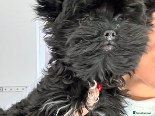 Yorkshire Terrier dogs 🖤Beautiful girl ready to leave 🖤 - Advert 2