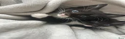 Mixed Breed cats for sale: Kittens  - Advert 7