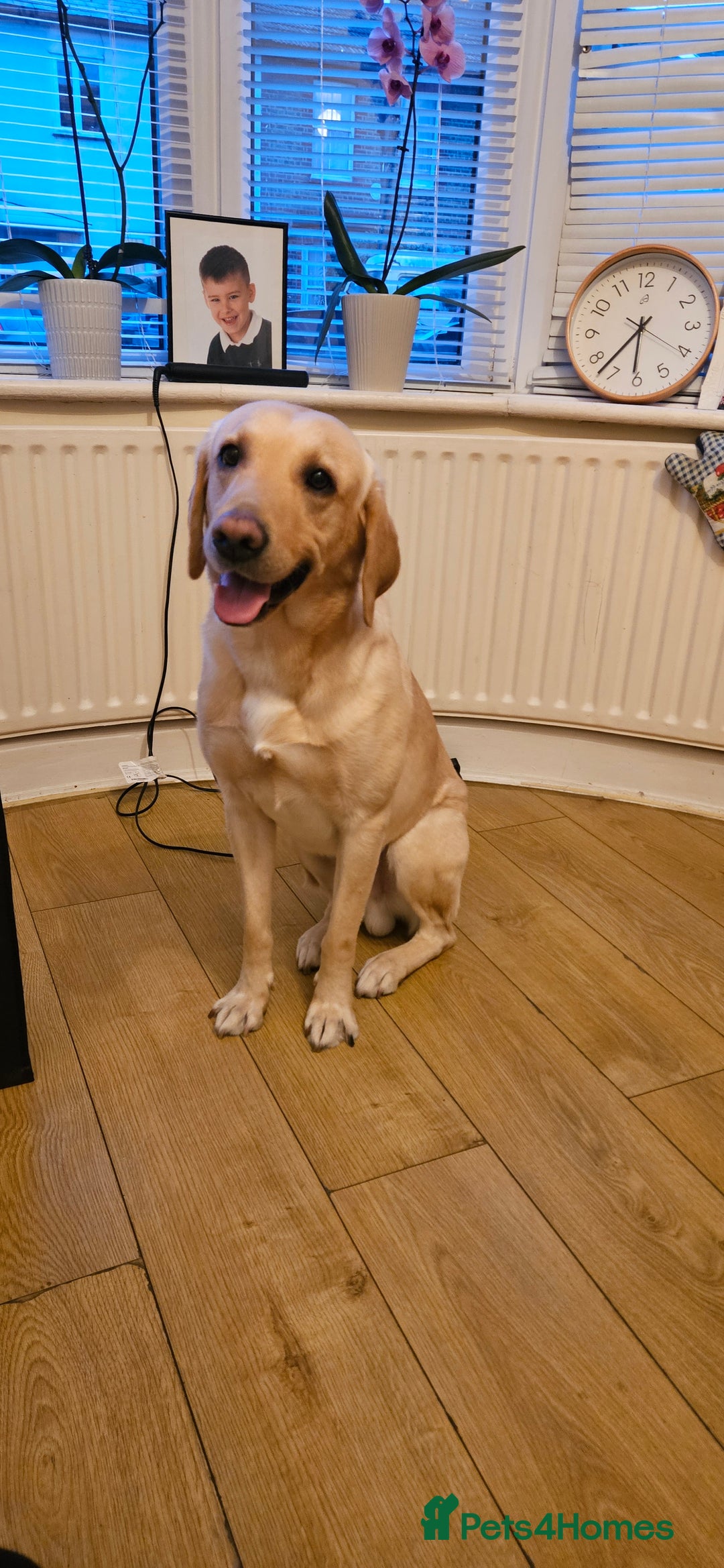 Labrador Retriever dogs for stud: Male for stud - Image 1