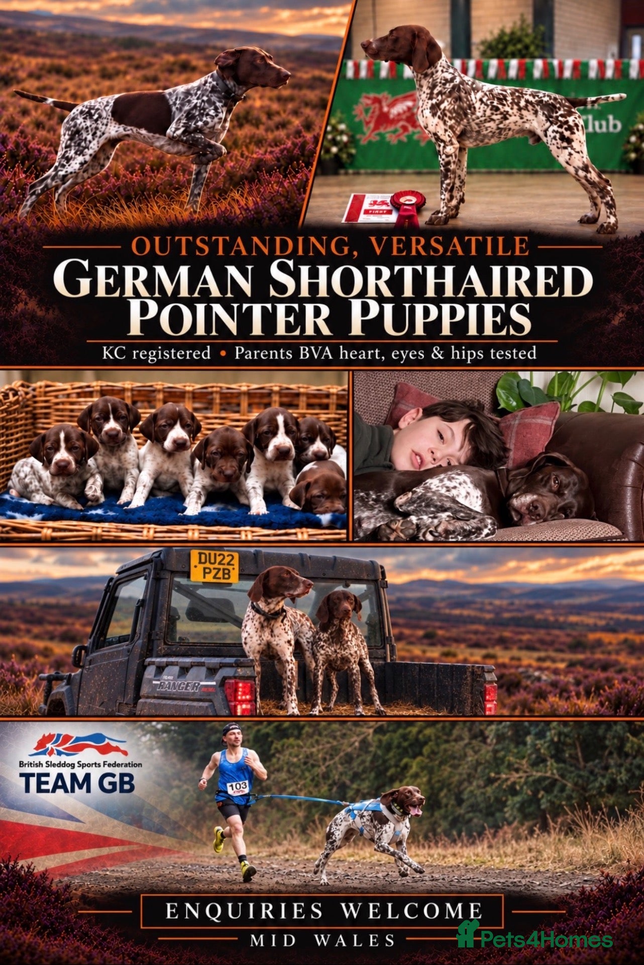 German Shorthaired Pointer dogs Outstanding versatile German Shorthaired Pointers - Advert 1