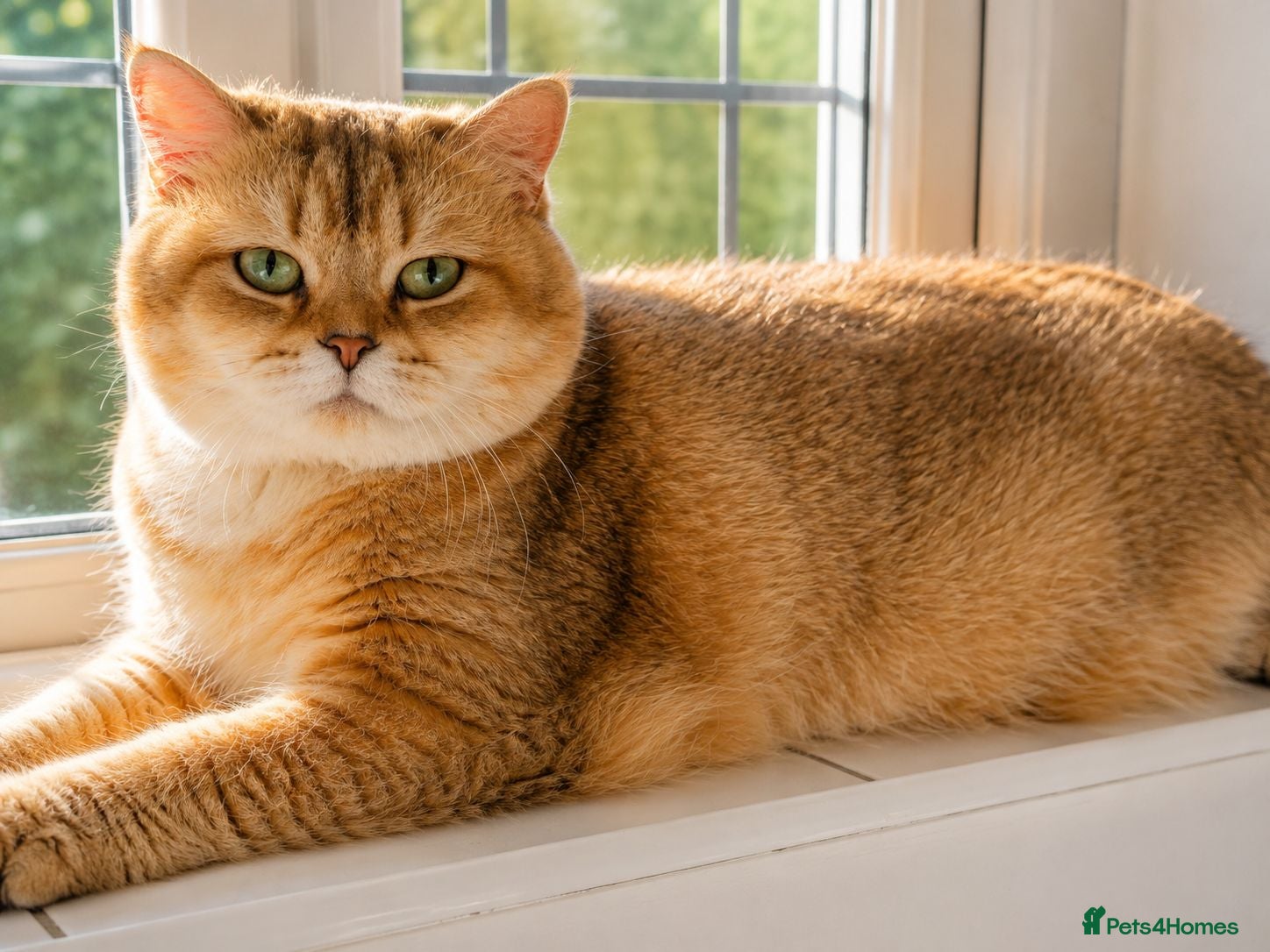 British Shorthair cats Sahara – Black Golden Tipped British Shorthair  - Advert 4