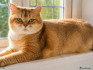 British Shorthair cats Sahara – Black Golden Tipped British Shorthair - Advert 3