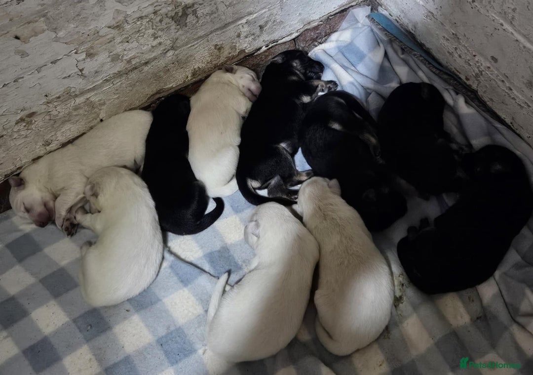 German Shepherd dogs for sale: Mixed litter of white and Black and Tan GSD pups  - Image 5