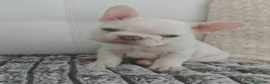 French Bulldog 1