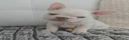 French Bulldog dogs for sale: French Bulldogs– Stunning Merle & Cream Colours in Wirral - Advert 11