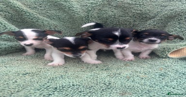 Jack Russell dogs - Advert 1