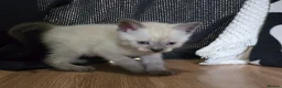 Mixed Breed cats for sale: Ragdoll X kittens  in Ringwood - Advert 11