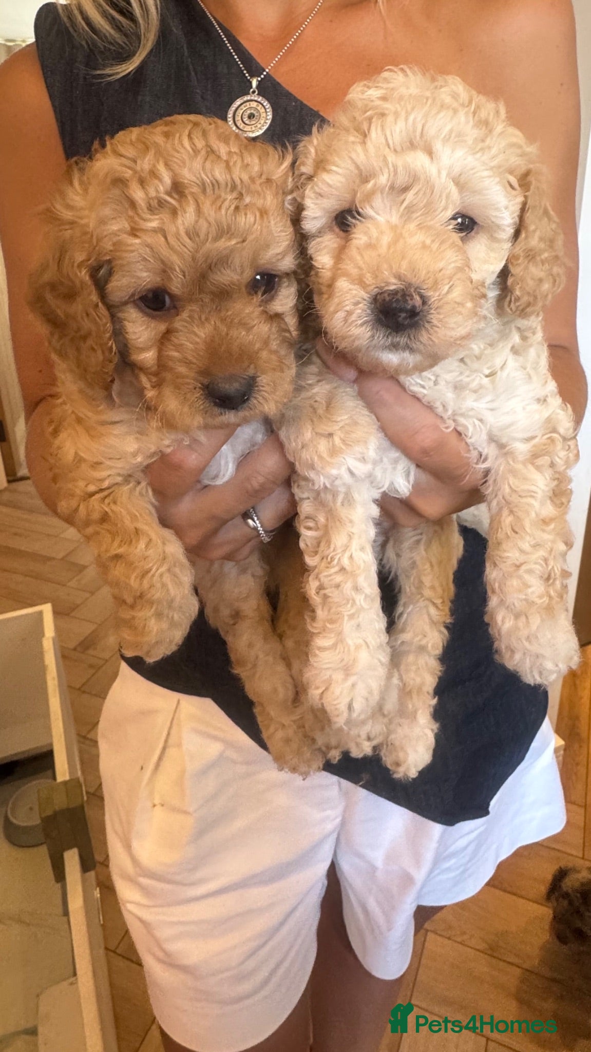 Cavapoo dogs Fully heath cheeked Cavapoos  - Advert 17