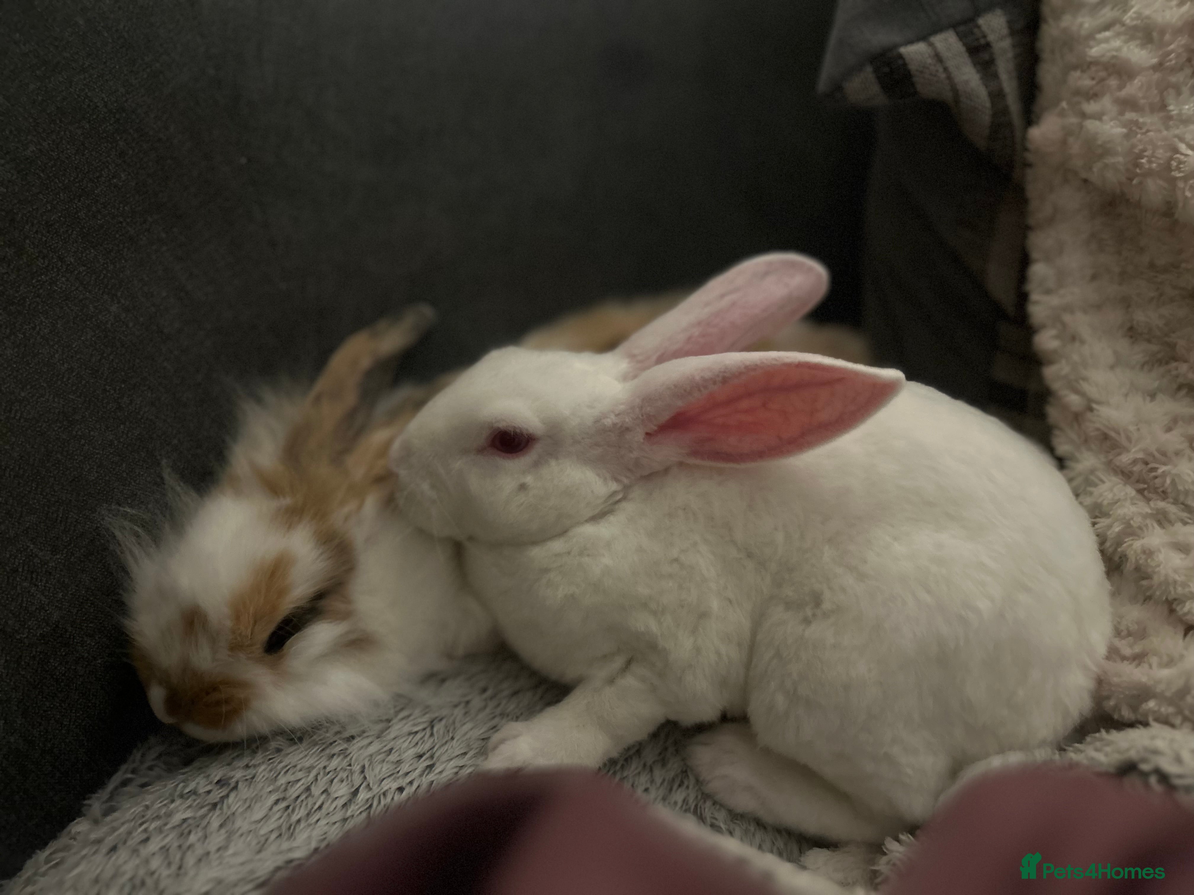 Mixed Breed rabbits 2 beautiful female rabbits - Advert 7