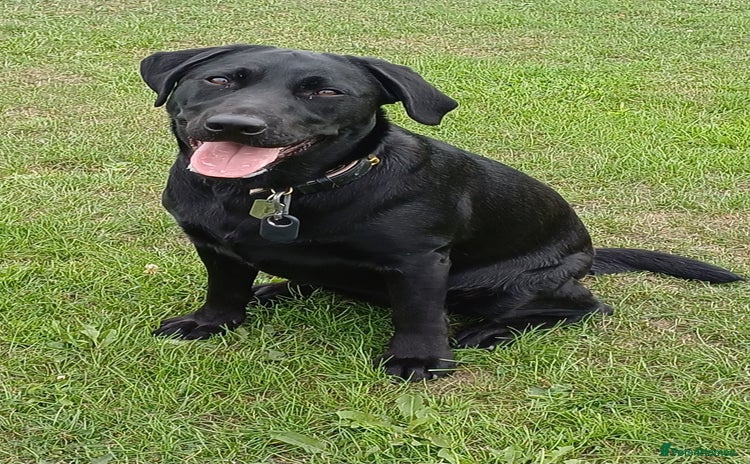 Labrador Retriever dogs - Advert 5