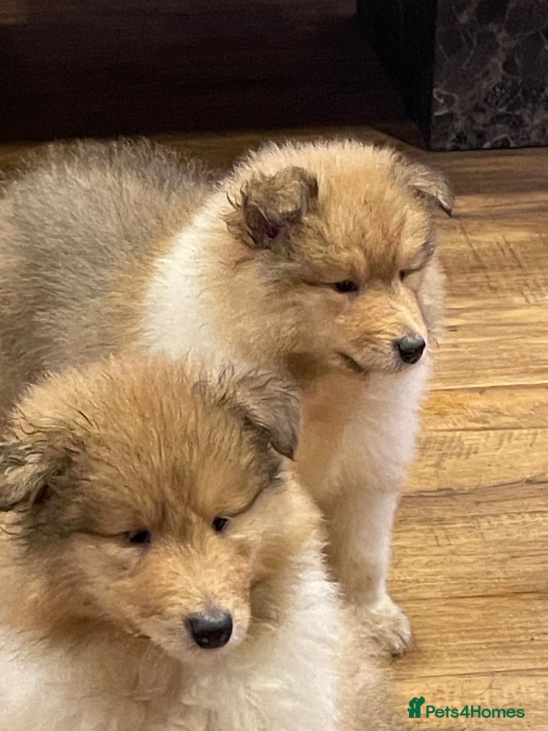 Rough Collie dogs for sale: Sable and white KC registered puppies - Advert 6