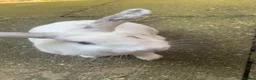 French Lop rabbits for sale: Snowball  - Advert 4