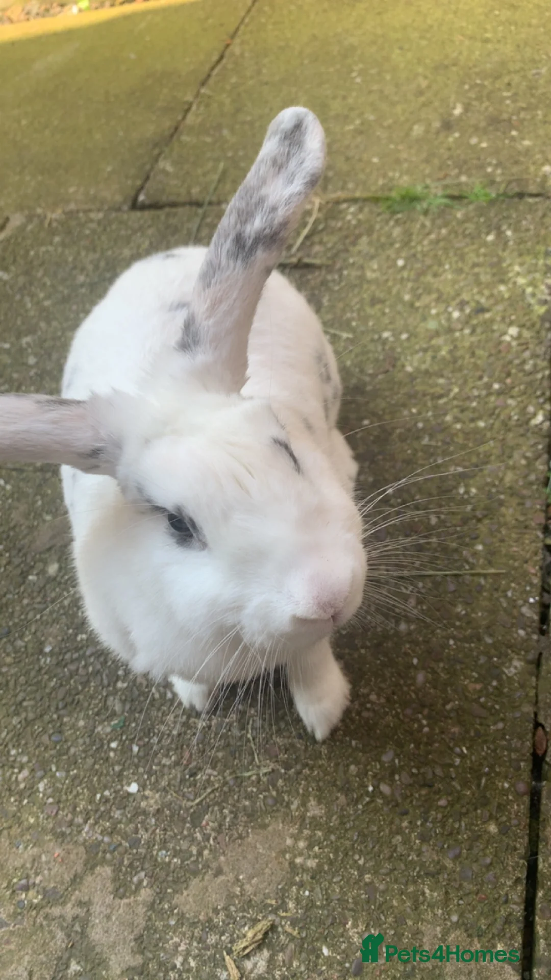 French Lop rabbits for sale: Snowball  - Advert 4