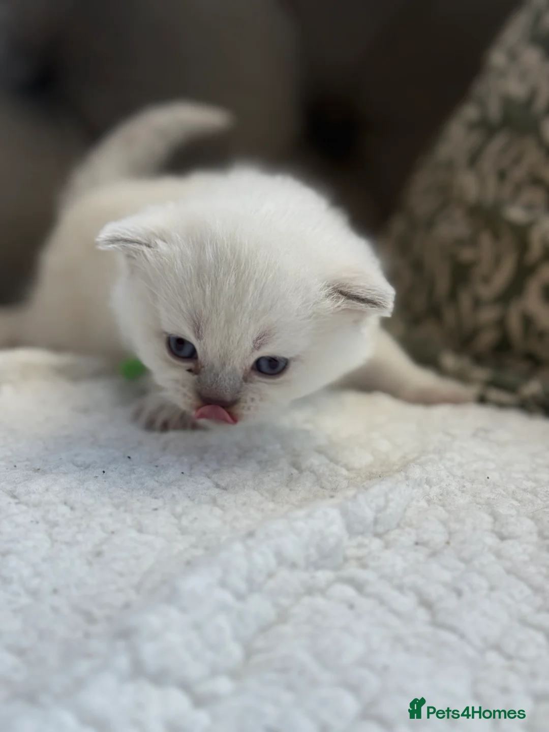 British Shorthair cats for sale: Lilac point female gccf reg - Advert 10