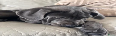 Cane Corso Puppy 2
