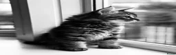 Siberian cats for sale: Pedigree Siberian Kitten from Health-Tested Lines - Advert 16