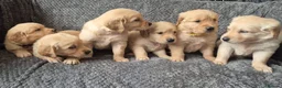 Golden Retriever dogs for sale: Beautiful KC Reg Golden Retrievers - Advert 5